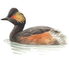 GeoordeFuut